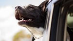 Viajar Con Mascotas